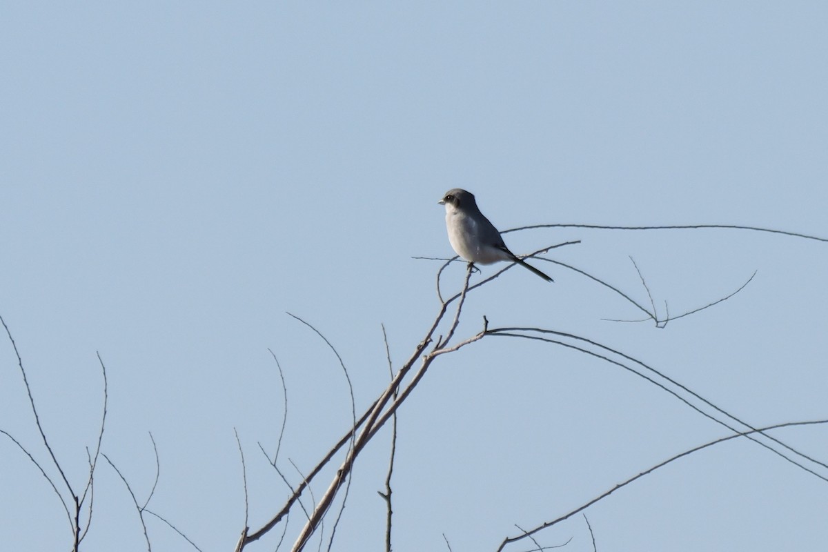 Loggerhead Shrike - ML627713808