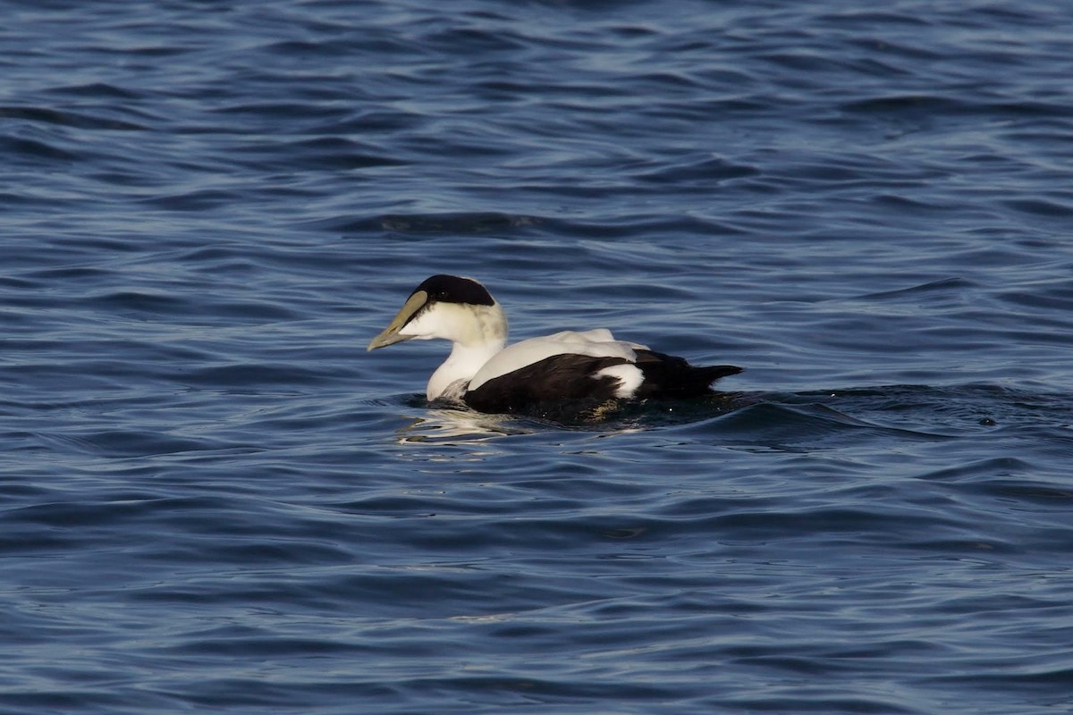 Common Eider - ML627713962