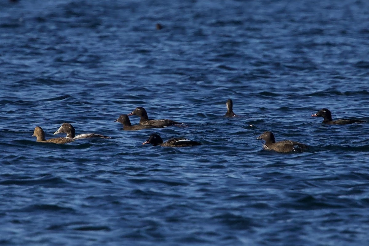 White-winged Scoter - ML627713966