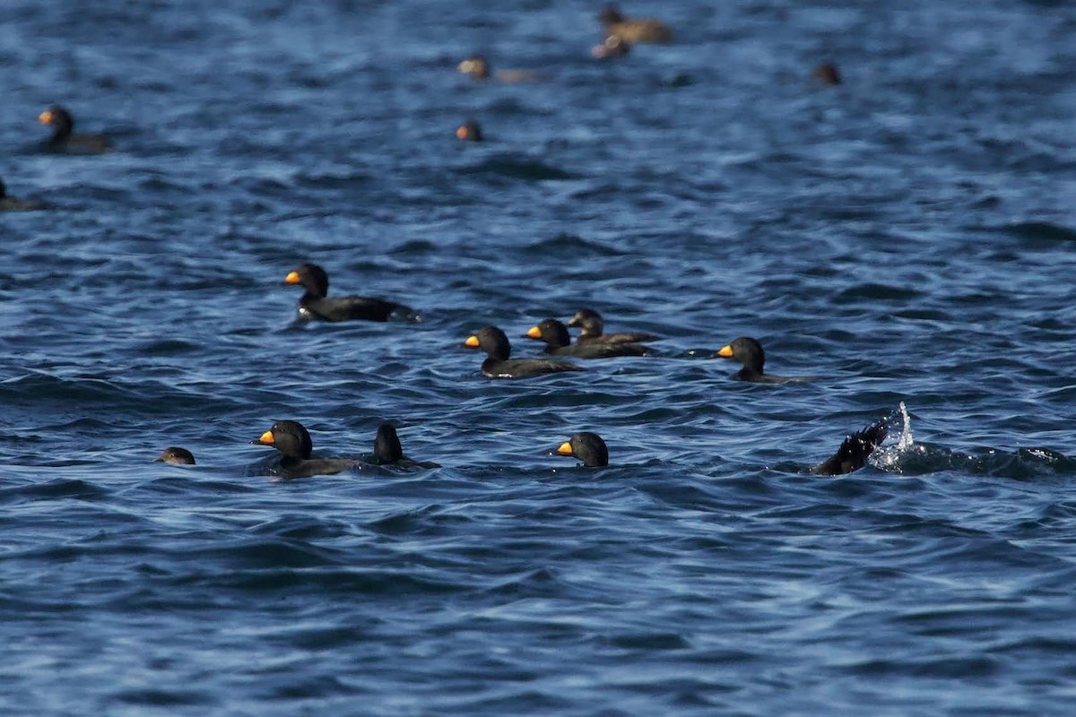 Black Scoter - ML627713970