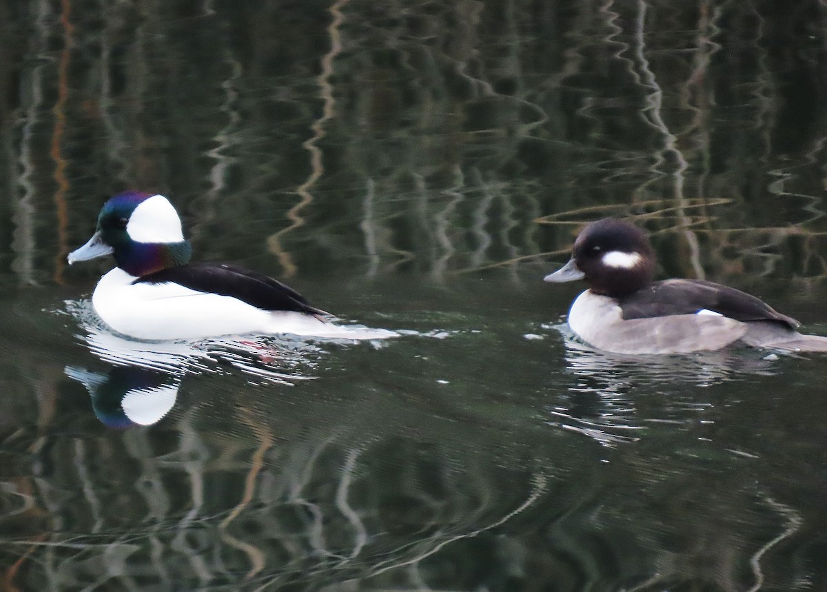Bufflehead - ML627714009