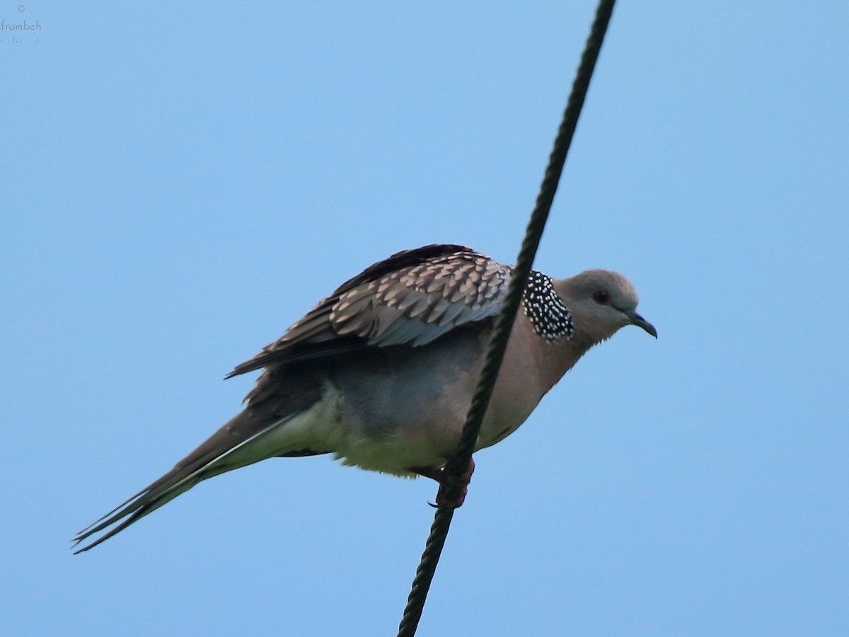 Spotted Dove - ML62771401
