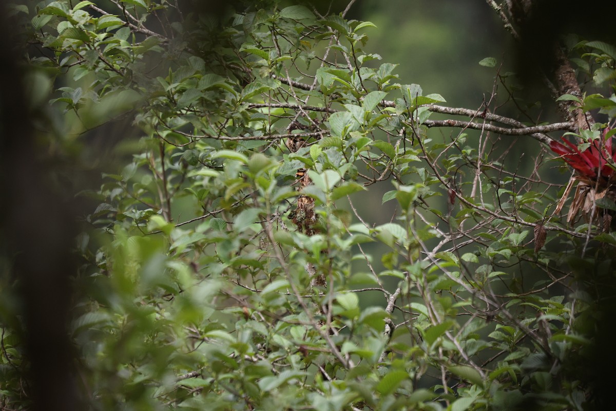 Andean Potoo - ML627714049