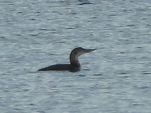 Yellow-billed Loon - ML627714119