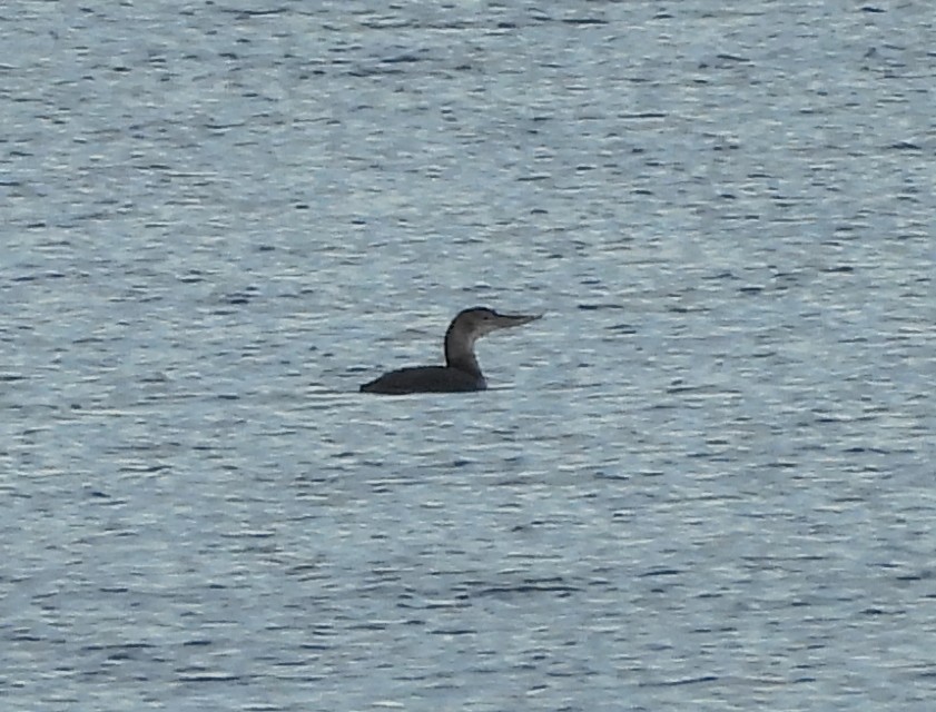 Yellow-billed Loon - ML627714120