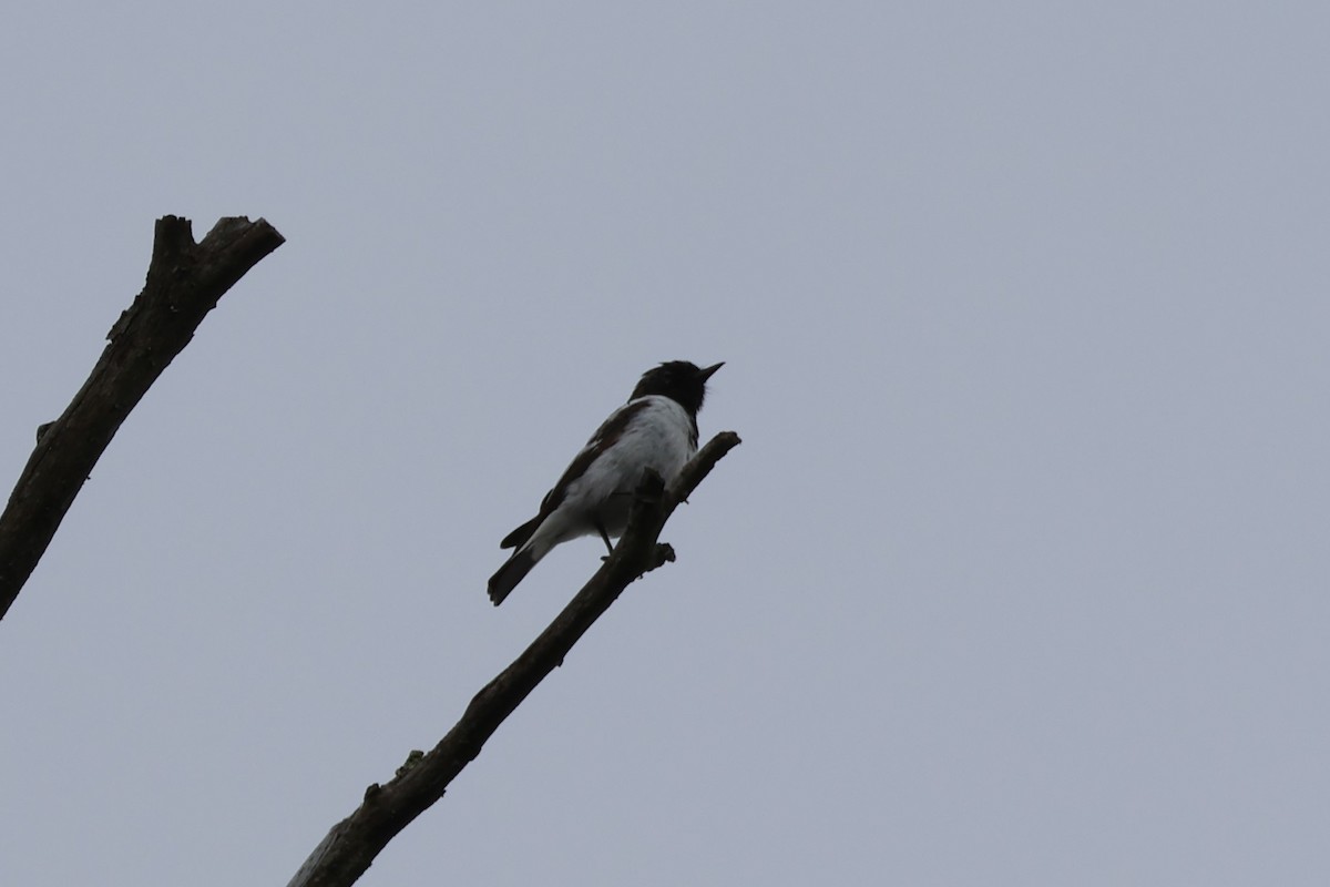 Hooded Robin - ML627714121