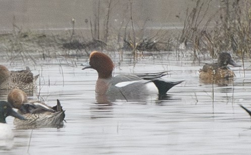 Eurasian Wigeon - ML627714291