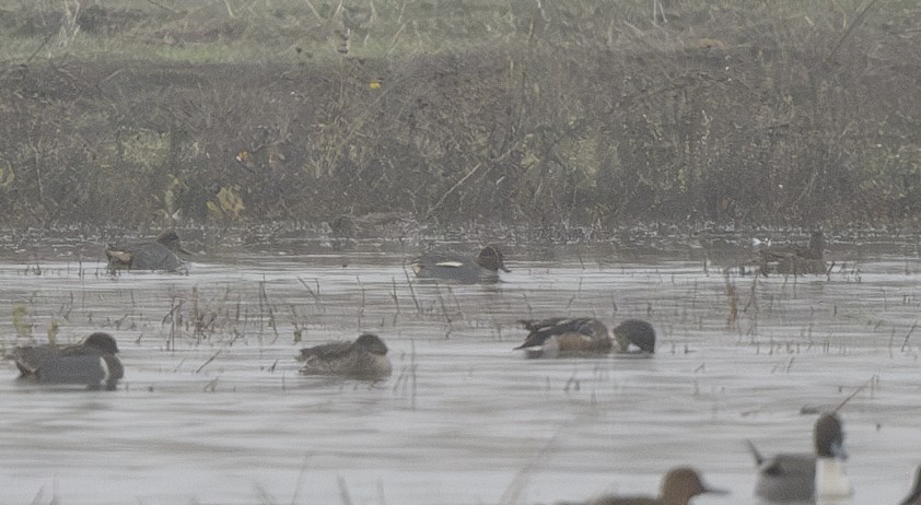 Green-winged Teal (Eurasian) - ML627714298