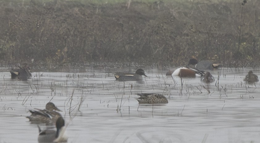 Green-winged Teal (Eurasian) - ML627714301