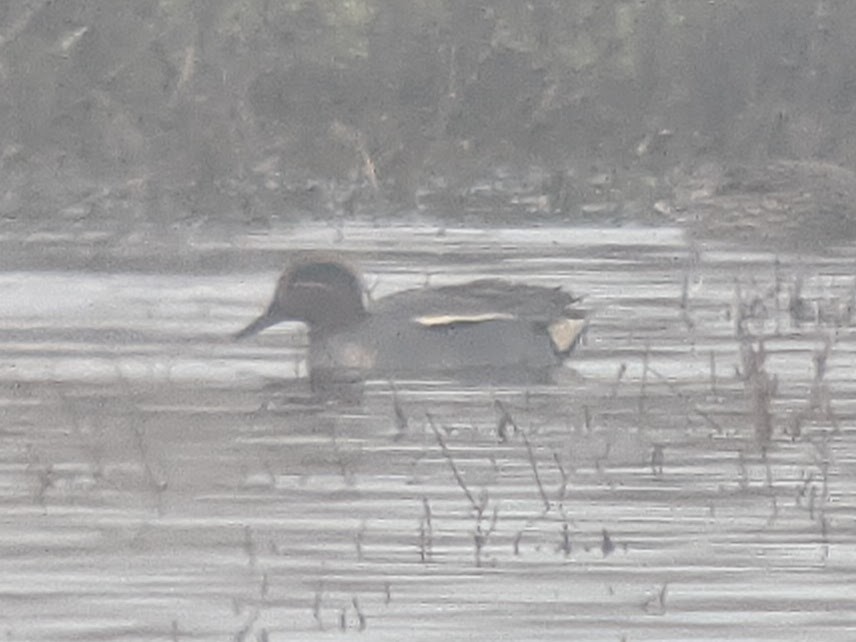 Green-winged Teal (Eurasian) - ML627714308