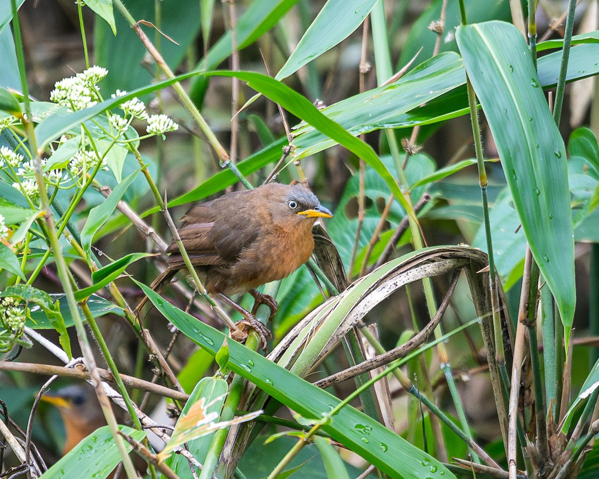 Rufous Babbler - ML627714313