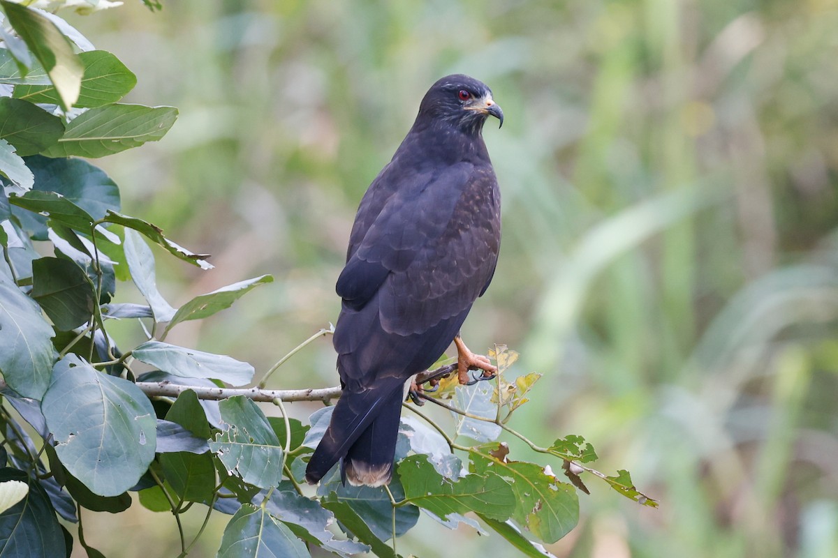 Snail Kite - ML627714348