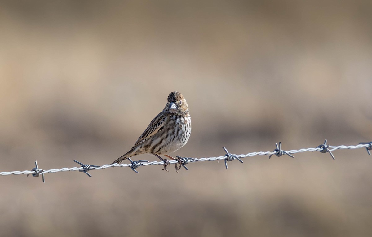 Lark Bunting - ML627714398