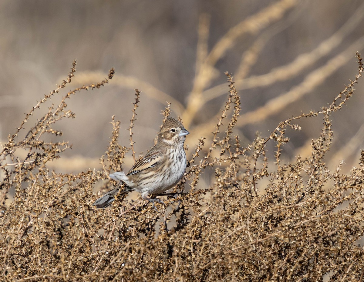 Lark Bunting - ML627714400