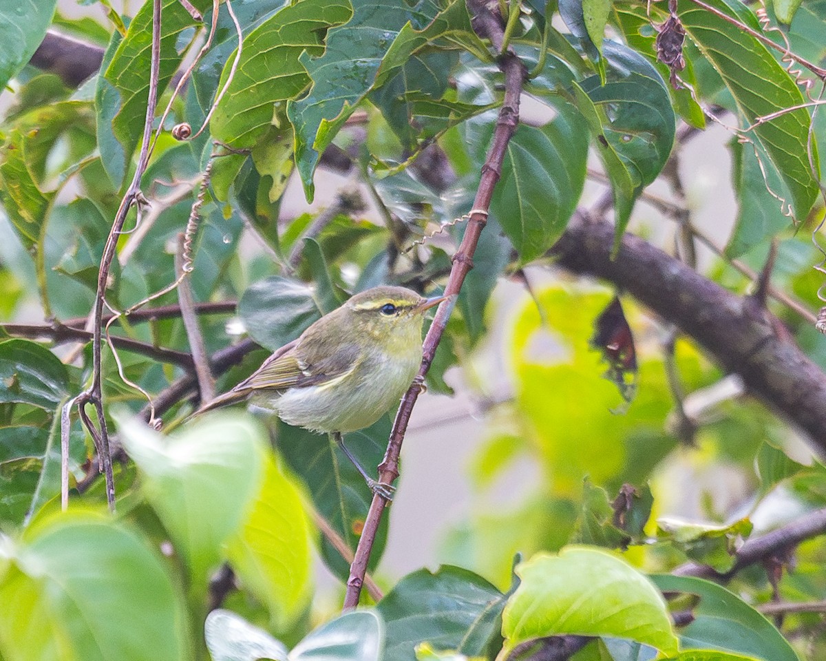 Green Warbler - ML627714505