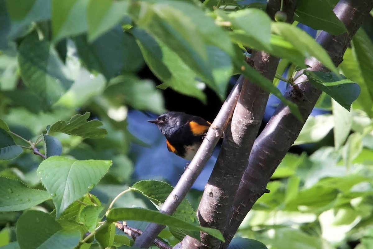 American Redstart - ML627714714