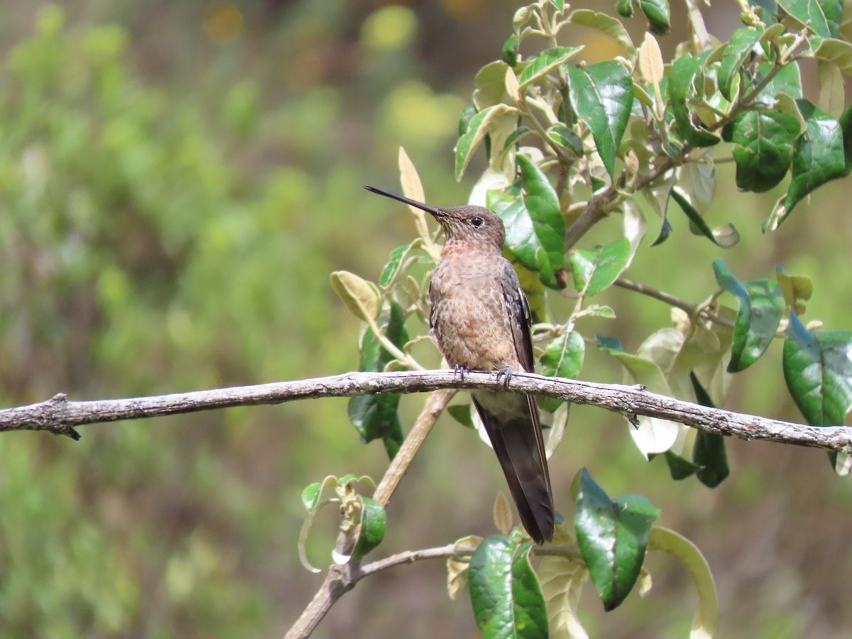 Colibri géant - ML627714735