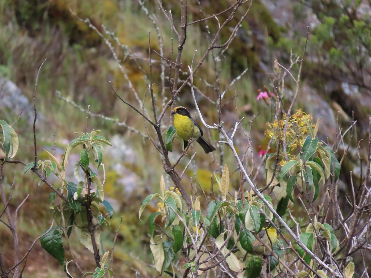 Yellow-breasted Brushfinch - ML627714740