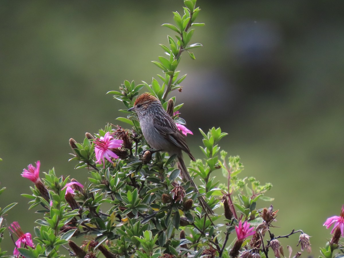 Rusty-crowned Tit-Spinetail - ML627714742