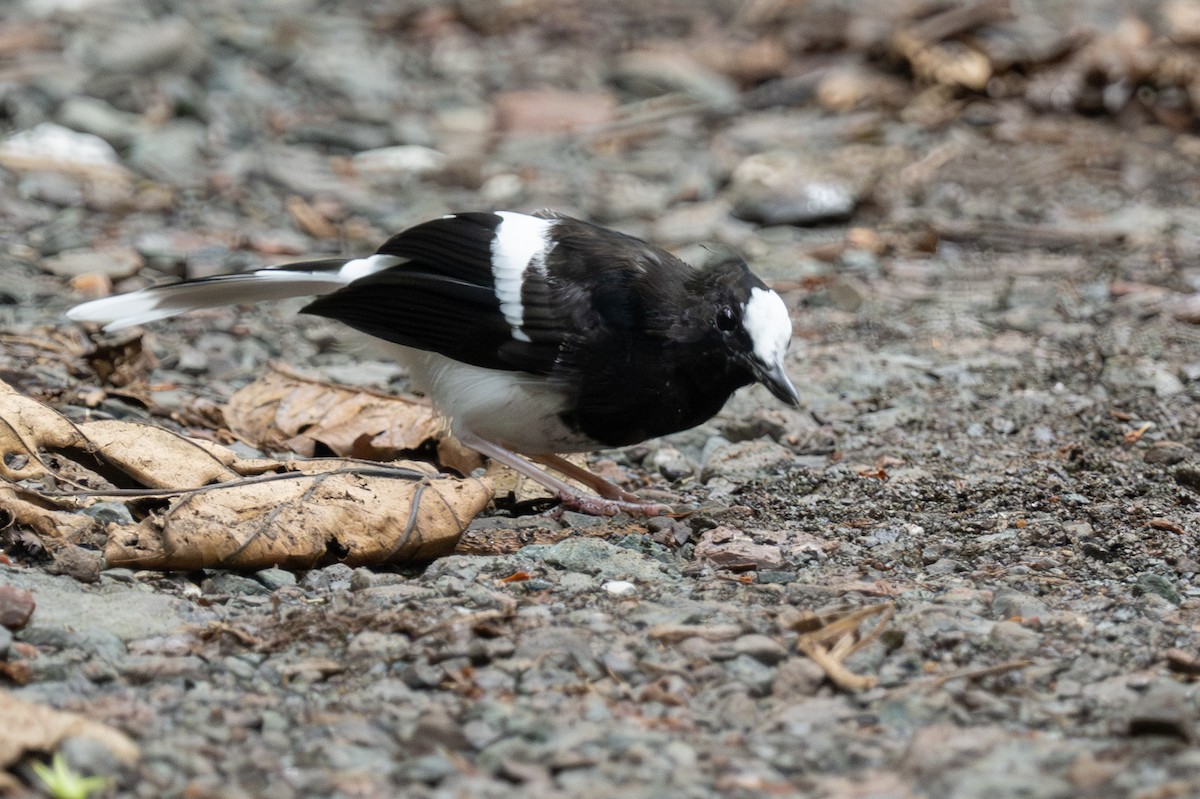 White-crowned Forktail (Malaysian) - ML627714749