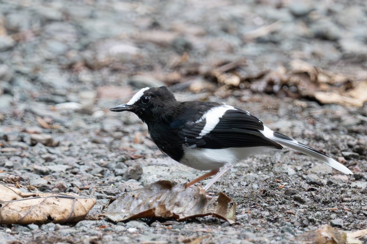 White-crowned Forktail (Malaysian) - ML627714750