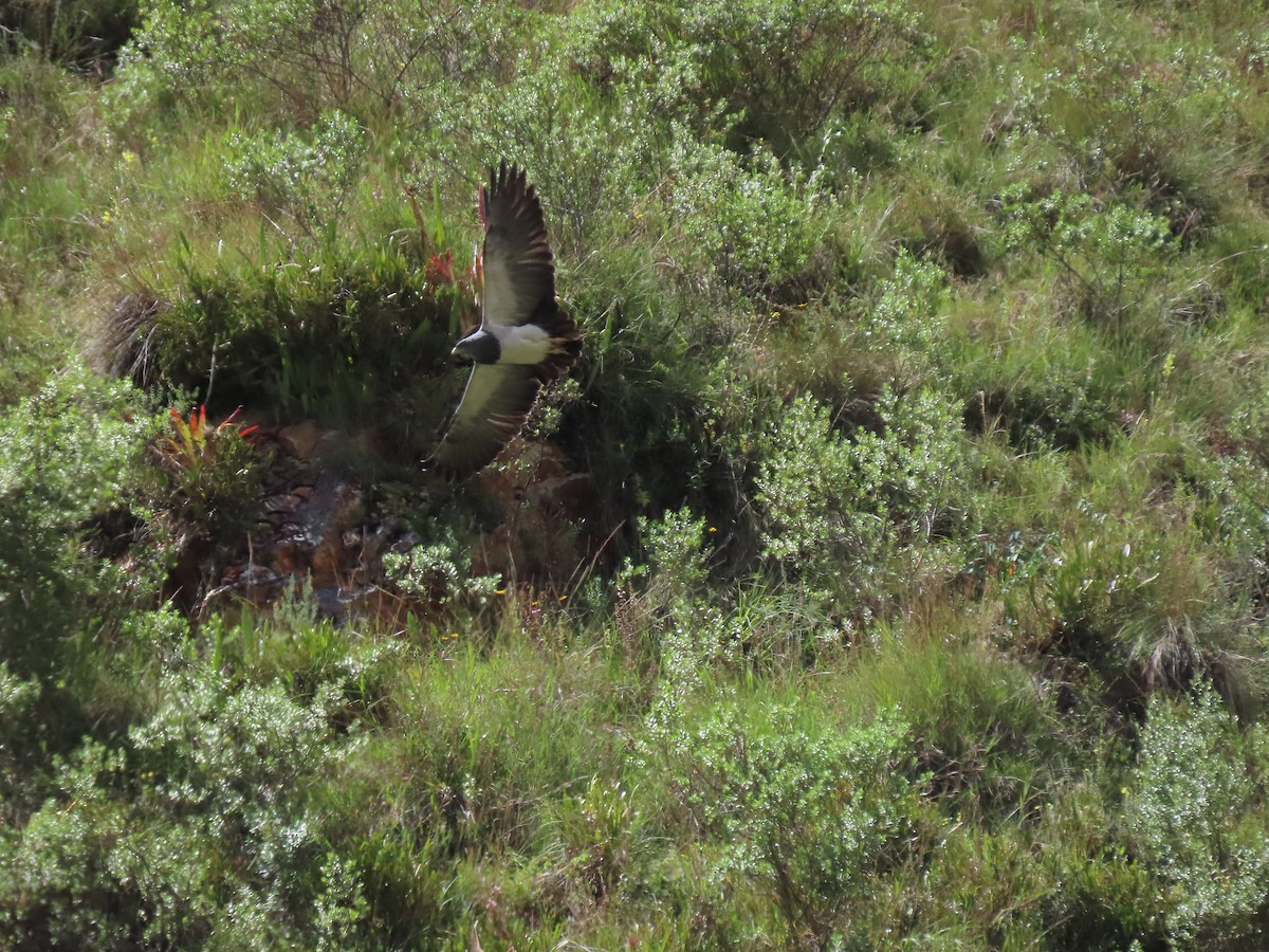 Black-chested Buzzard-Eagle - ML627714760