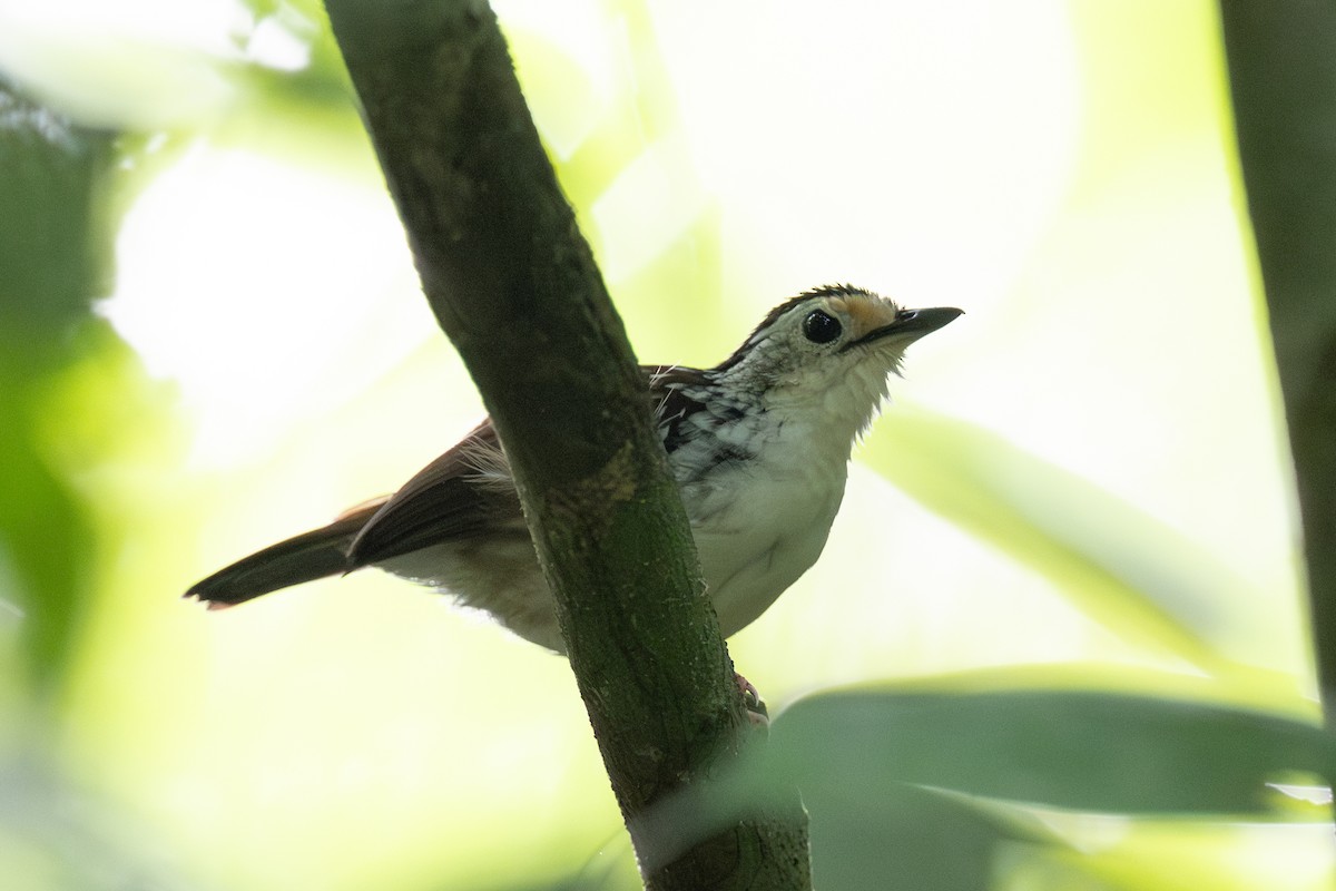 Striped Wren-Babbler - ML627714822