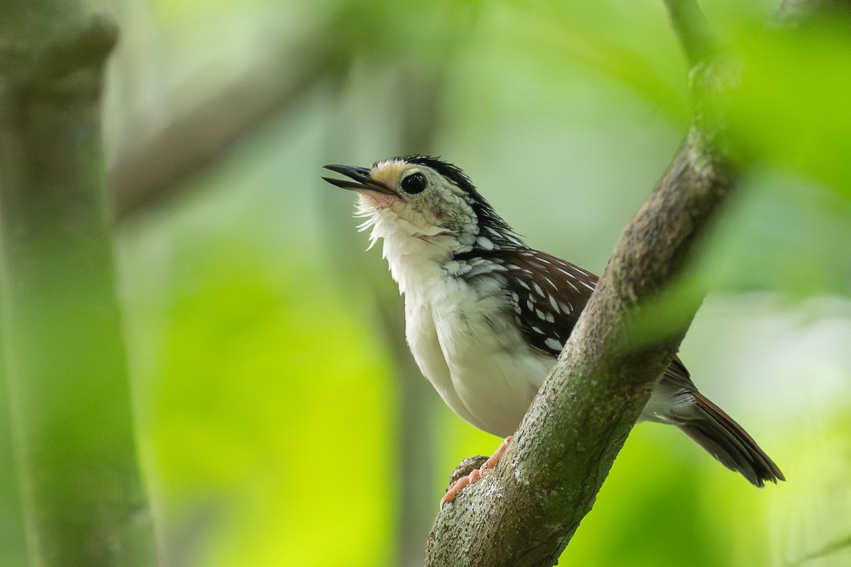 Striped Wren-Babbler - ML627714826