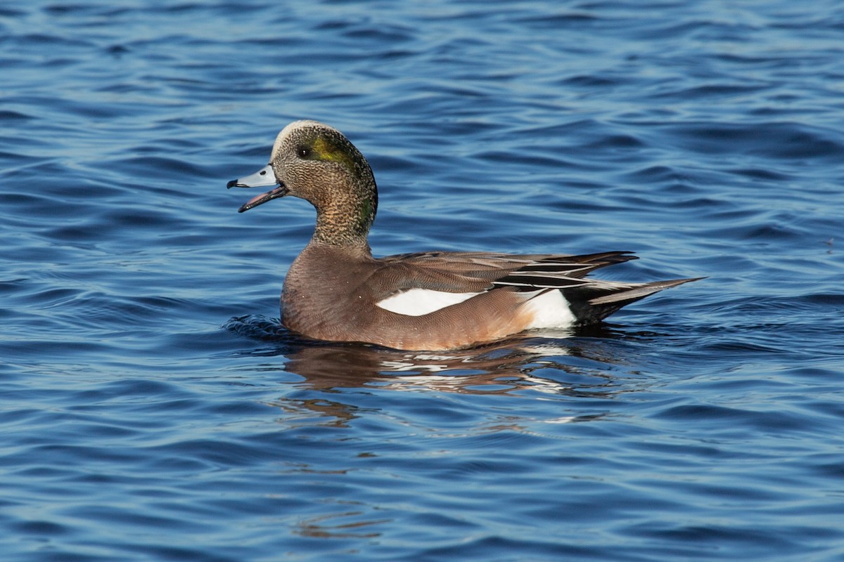 American Wigeon - Shannon Camara