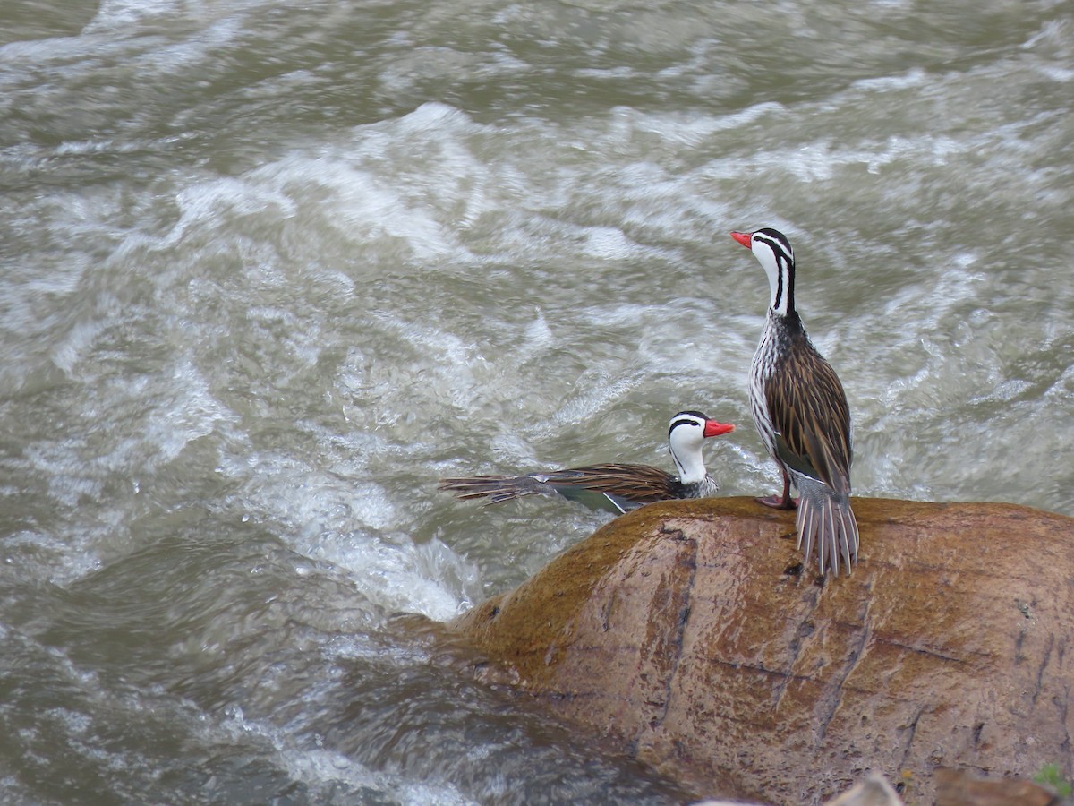 Torrent Duck - ML627714907