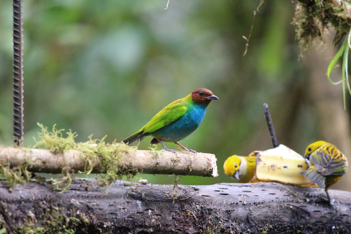 Bay-headed Tanager - ML627714917