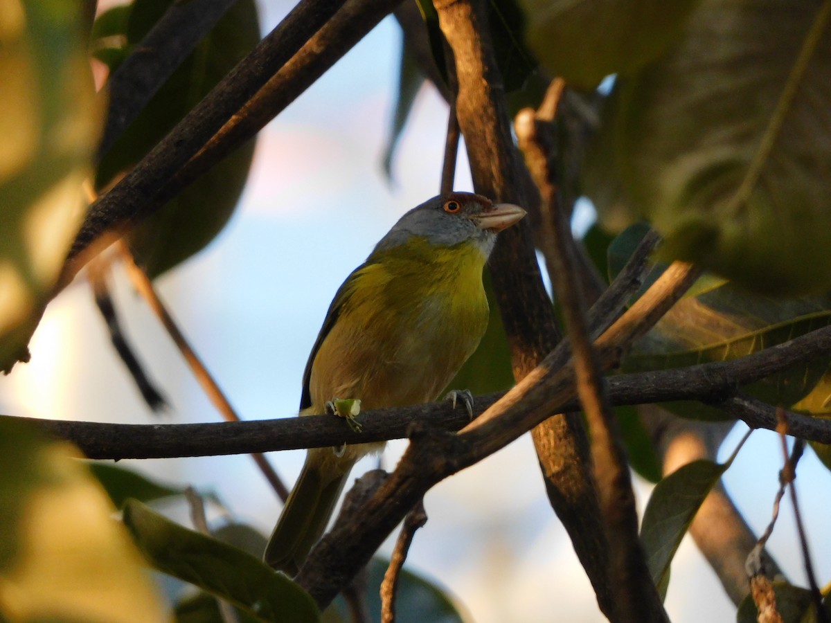 Rufous-browed Peppershrike - ML627714945