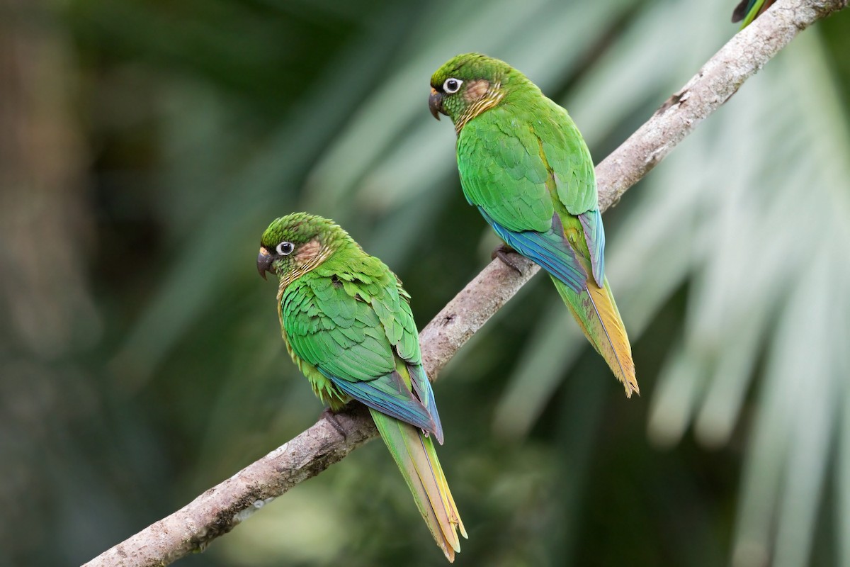 Maroon-bellied Parakeet - ML627715083