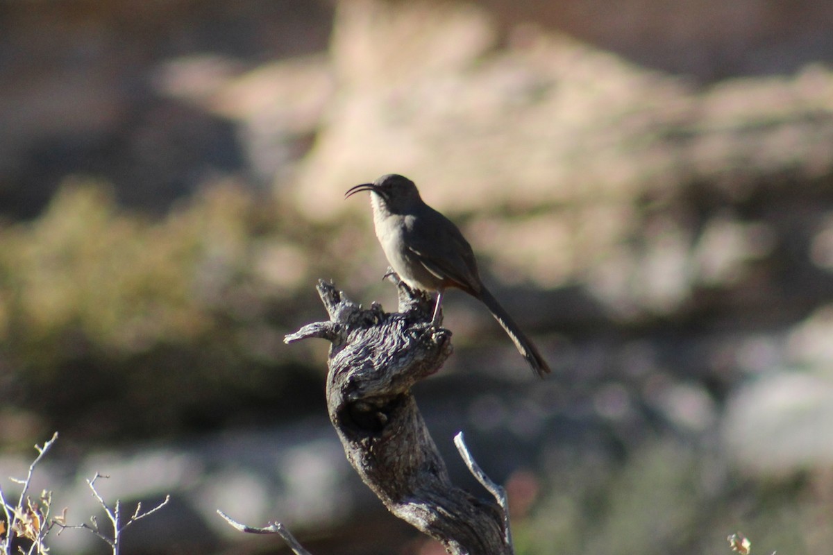 Crissal Thrasher - ML627715096