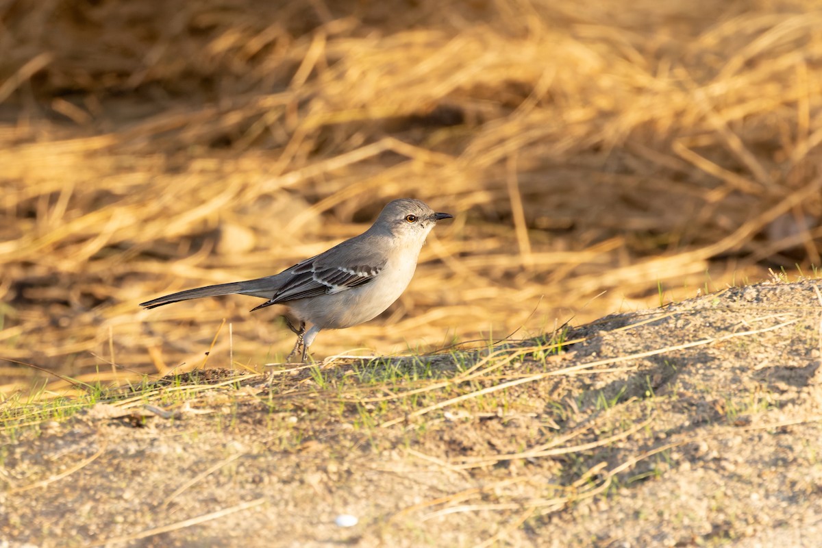 Northern Mockingbird - ML627715099