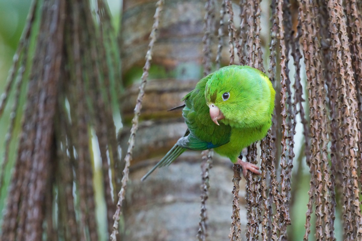 Plain Parakeet - ML627715105