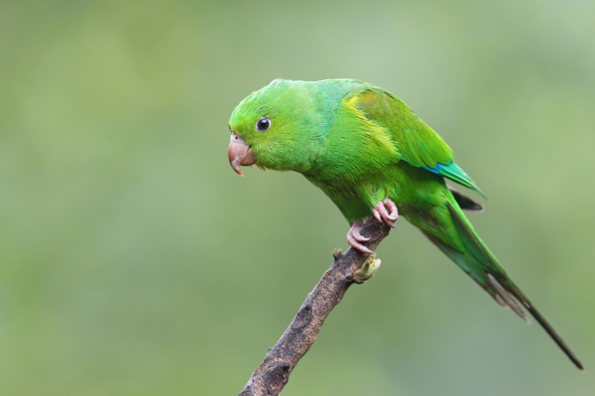 Plain Parakeet - ML627715147