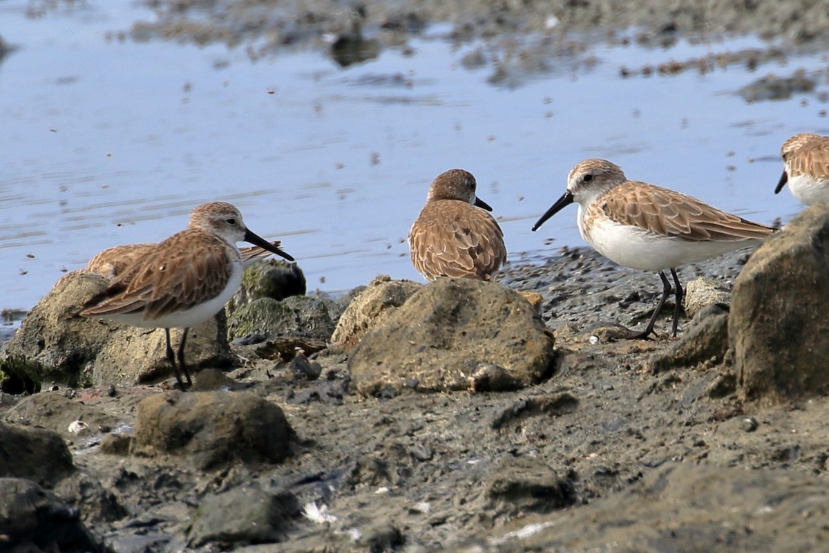 Western Sandpiper - ML627715160