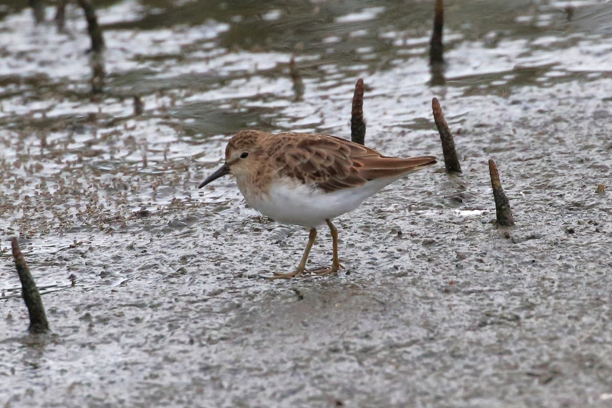 Least Sandpiper - ML627715215