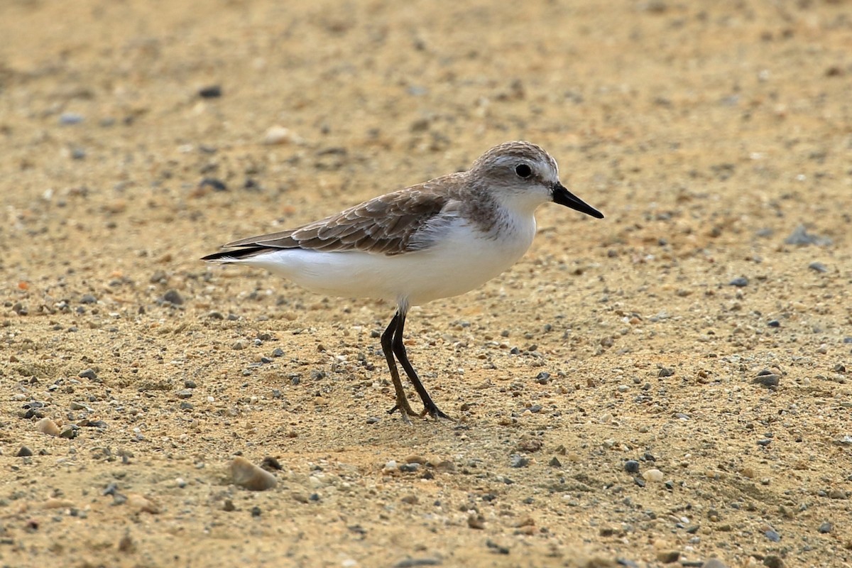 Semipalmated Sandpiper - ML627715241