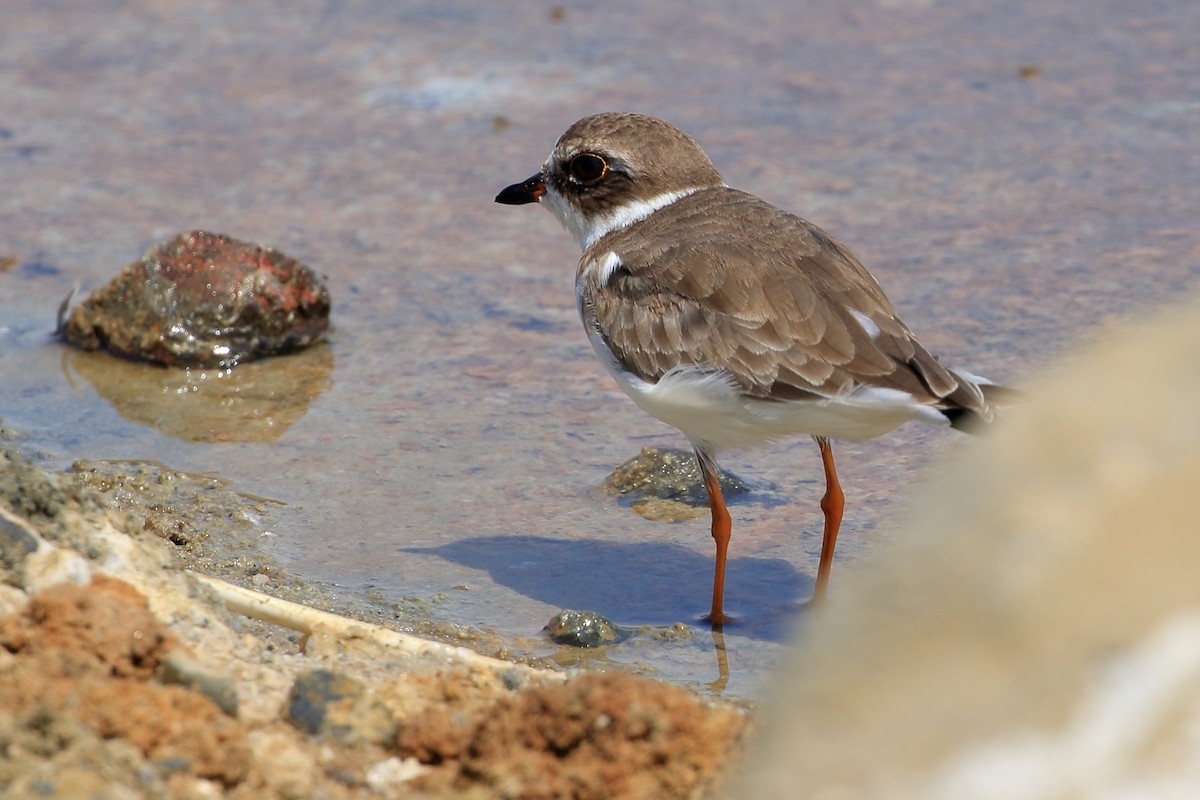 Semipalmated Plover - ML627715289