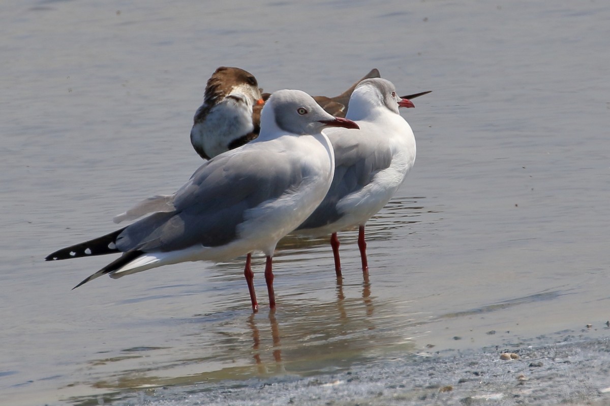 Gray-hooded Gull - ML627715301