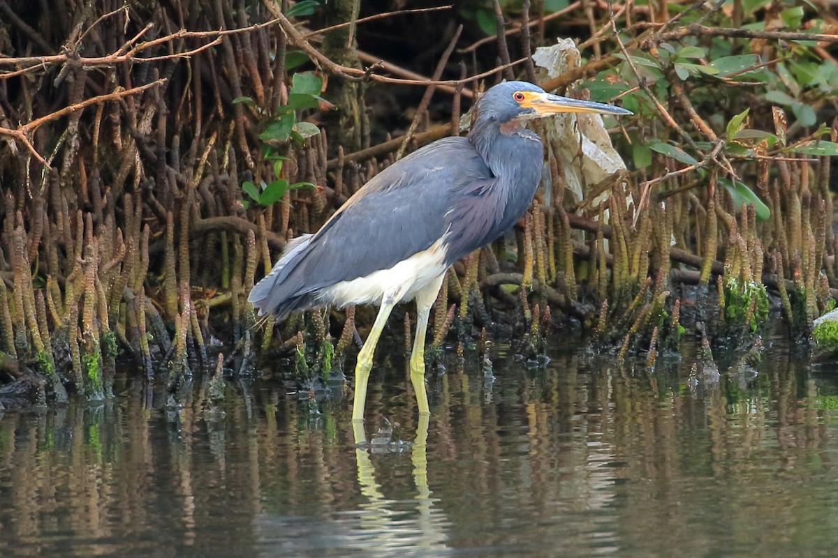 Tricolored Heron - ML627715351