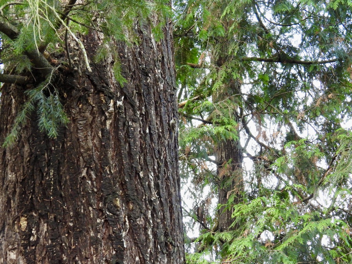 Brown Creeper - ML627715366