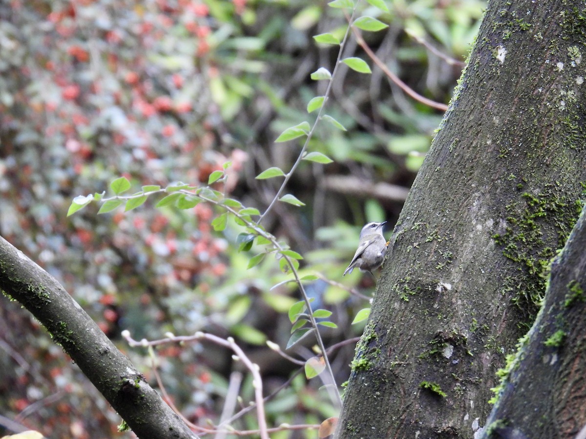 Golden-crowned Kinglet - ML627715374