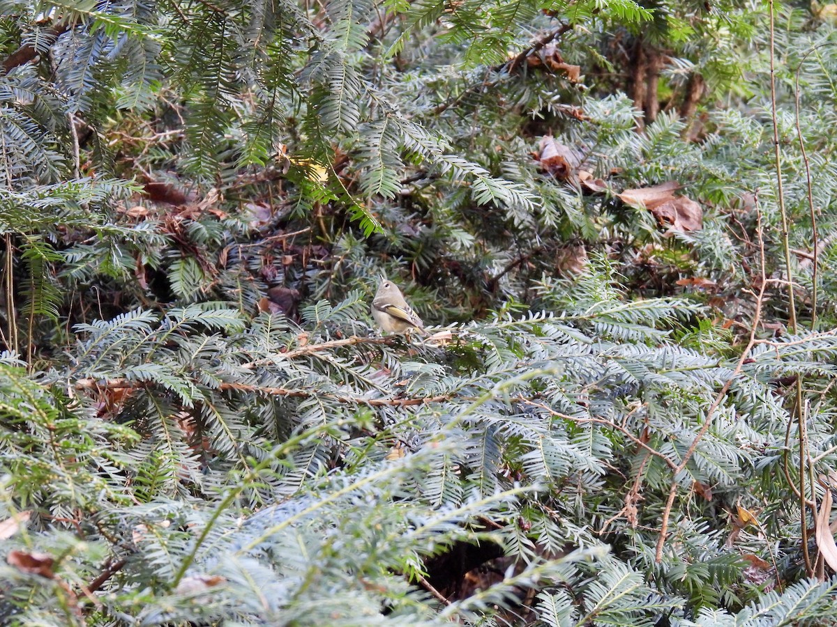 Ruby-crowned Kinglet - ML627715381