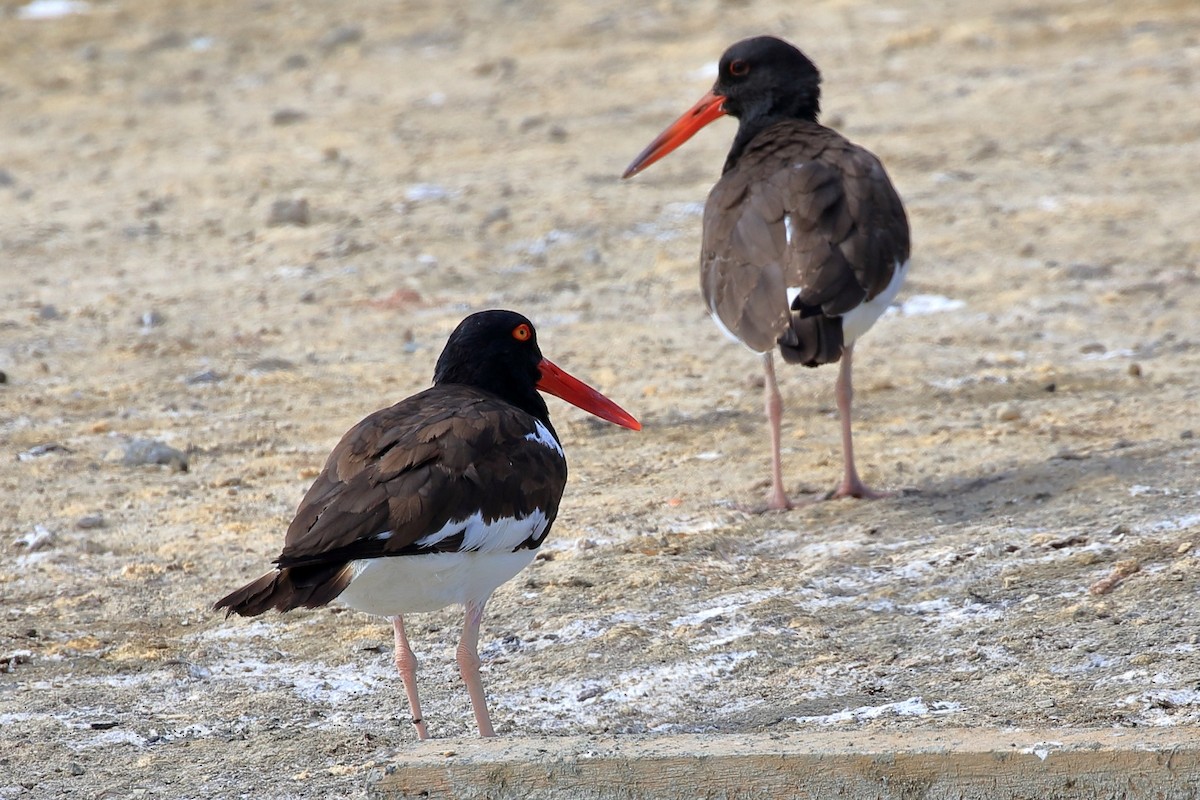 American Oystercatcher - ML627715386