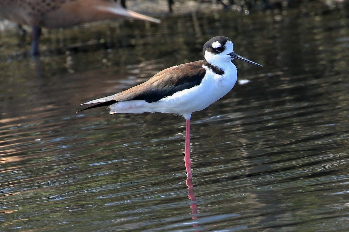 Black-necked Stilt - ML627715458