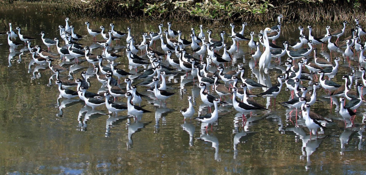 Black-necked Stilt - ML627715461