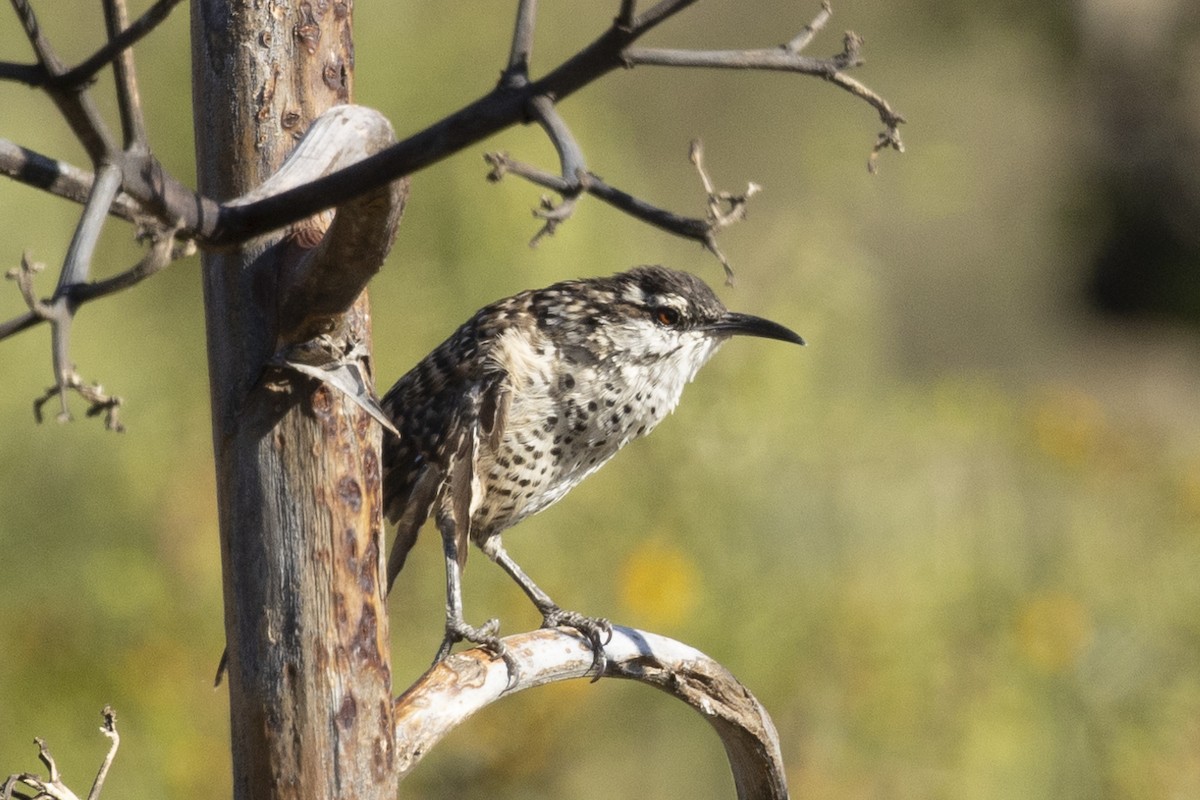 Boucard's Wren - ML627715472